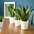 Enhance Your Space With the Best Plants for Filtering and Purifying the Air