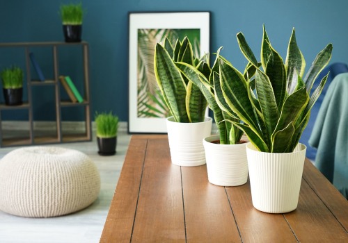 Enhance Your Space With the Best Plants for Filtering and Purifying the Air